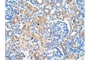 HSPB1 antibody was used for immunohistochemistry at a concentration of 4-8 ug/ml to stain Epithelial cells of renal tubule (arrows) in Human Kidney.