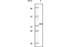 Western Blotting (WB) image for anti-Glutathione S-Transferase pi 1 (GSTP1) (truncated) antibody (ABIN2464062) (GSTP1 antibody  (truncated))