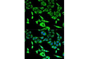 Immunofluorescence analysis of U2OS cells using HADHA antibody. (HADHA antibody  (AA 484-763))