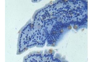 Detection of ANGPT2 in Mouse Intestine Tissue using Polyclonal Antibody to Angiopoietin 2 (ANGPT2) (Angiopoietin 2 antibody  (AA 19-147))