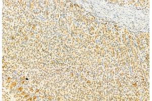 ABIN6259235 and ABIN6274259 at 1/100 staining Rat stomach tissue by IHC-P.