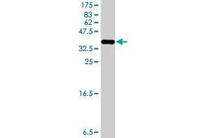 MARCH8 antibody  (AA 77-153)