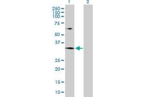 Western Blot analysis of MRTO4 expression in transfected 293T cell line by MRTO4 MaxPab polyclonal antibody. (C1orf33 antibody  (AA 1-239))