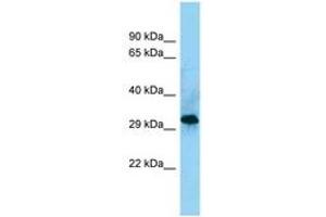 Image no. 1 for anti-CD86 (CD86) (AA 203-252) antibody (ABIN6748175) (CD86 antibody  (AA 203-252))