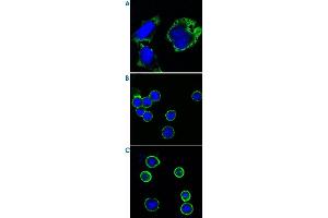 Confocal immunofluorescence analysis of HeLa cells (A), BCBL-1 cells (B) and L1210 cells (C) using RPS27 monoclonal antibody, clone 7E3  (green).