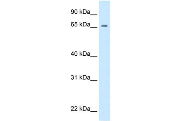 Primary Retinal Dysplasia (PRD) (Middle Region) antibody