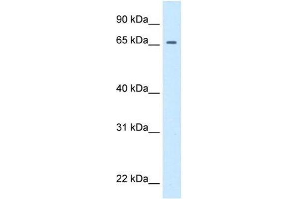 Primary Retinal Dysplasia (PRD) (Middle Region) antibody