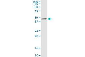 FANCL MaxPab rabbit polyclonal antibody. (FANCL antibody  (AA 1-375))