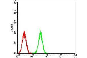 Flow cytometric analysis of K562 cells using CDC37 mouse mAb (green) and negative control (red). (CDC37 antibody  (AA 241-378))
