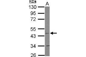 Image no. 2 for anti-Cytochrome C Oxidase Assembly Homolog 15 (COX15) (AA 178-410) antibody (ABIN1497579) (COX15 antibody  (AA 178-410))