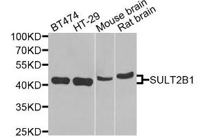 Western blot analysis of extracts of various cells, using SULT2B1 antibody. (SULT2B1 antibody)