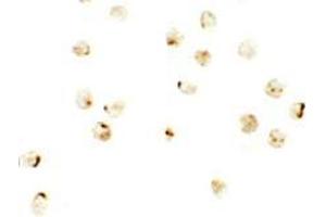 Immunocytochemistry of IRF2BP2 in A20 cells with IRF2BP2 antibody at 2. (IRF2BP2 antibody  (C-Term))