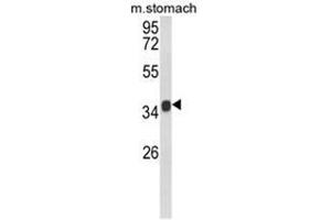Western blot analysis of KLF6 Antibody (C-term) in mouse stomach tissue lysates (35ug/lane). (KLF6 antibody  (C-Term))