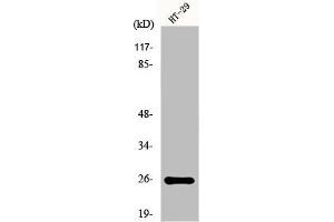 Western Blot analysis of K562 cells using HoxA6 Polyclonal Antibody