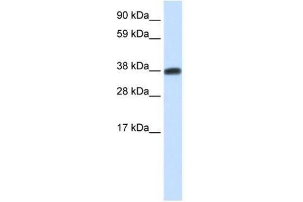 DMRTC2 antibody  (N-Term)