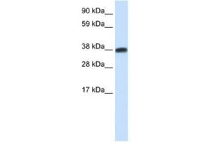 DMRTC2 antibody used at 0.