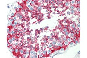 Anti-HEPACAM2 antibody IHC staining of human testis.