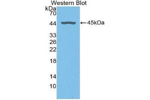 Western Blotting (WB) image for anti-Fibromodulin (FMOD) (AA 19-376) antibody (ABIN1868007)