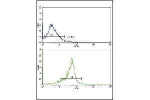 Flow cytometric analysis of widr cells using WNT5B Antibody (Center)(bottom histogram) compared to a negative control cell (top histogram). (WNT5B antibody  (AA 153-182))