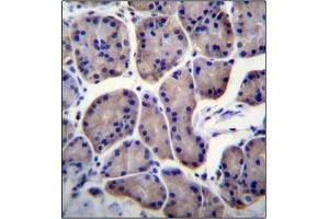 Immunohistochemistry analysis in Formalin Fixed, Paraffin Embedded Human stomach tissue stained with RPL23 Antibody (Center) followed by peroxidase conjugation of the secondary antibody and DAB staining. (RPL23 antibody  (Middle Region))