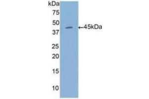 WB of Protein Standard: different control antibodies against Highly purified E. (Annexin a1 ELISA Kit)