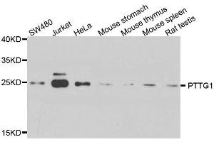 Western blot analysis of extracts of various cell lines, using PTTG1 antibody. (PTTG1 antibody  (AA 1-202))