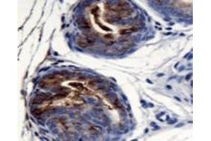 Detection of Agr2 in mouse prostate using Agr2 polyclonal antibody . (AGR2 antibody  (AA 1-50))