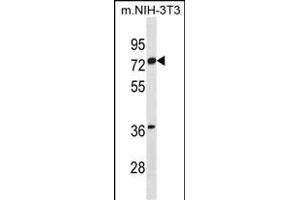 ESR1 isoform1 Antibody (N-term) (ABIN1881320 and ABIN2838745) western blot analysis in mouse NIH-3T3 cell line lysates (35 μg/lane). (Estrogen Receptor alpha antibody  (N-Term))