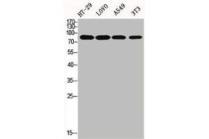 Western Blot analysis of HT29 LOVO A549 NIH-3T3 cells using ENX-2 Polyclonal Antibody (EZH1 antibody  (Internal Region))