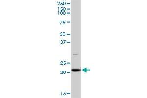 PLDN MaxPab polyclonal antibody. (Pallidin antibody  (AA 1-172))