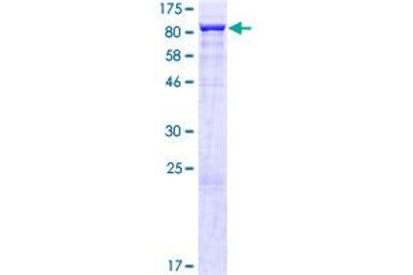 THO Complex 5 Protein (THOC5) (AA 1-683) (GST tag)