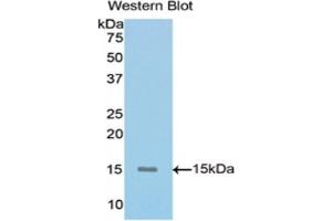 Detection of Recombinant MUC5AC, Mouse using Polyclonal Antibody to Mucin 5 Subtype AC (MUC5AC) (MUC5AC antibody  (AA 430-549))