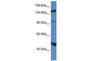 Western Blot showing MYPN antibody used at a concentration of 1. (Myopalladin antibody  (C-Term))