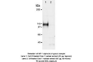 Image no. 2 for anti-Hypoxia Inducible Factor 1, alpha Subunit (Basic Helix-Loop-Helix Transcription Factor) (HIF1A) (AA 530-825) antibody (ABIN363439) (HIF1A antibody  (AA 530-825))