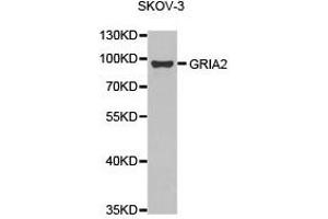 Western Blotting (WB) image for anti-Glutamate Receptor, Ionotropic, AMPA 2 (GRIA2) antibody (ABIN2650919) (GRIA2 antibody)
