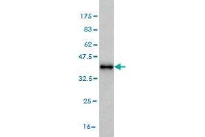 Western Blot detection against Immunogen (37. (MAGOH antibody  (AA 1-110))