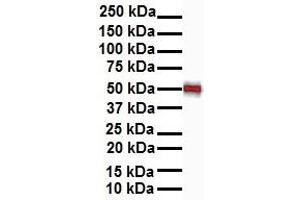 WB Suggested Anti-Gabpa antibody Titration: 1 ug/mL Sample Type: Human heart (GABPA antibody  (N-Term))