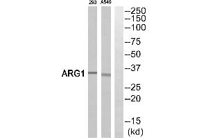 Western blot analysis of extracts from 293 cells and A549 cells, using ARG1antibody. (Liver Arginase antibody)