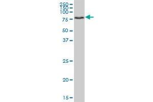 HOOK1 MaxPab polyclonal antibody. (HOOK1 antibody  (AA 1-728))