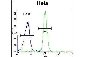ADPRHL2 Antibody (N-term) (ABIN653678 and ABIN2843006) flow cytometric analysis of Hela cells (right histogram) compared to a negative control cell (left histogram). (ADPRHL2 antibody  (N-Term))