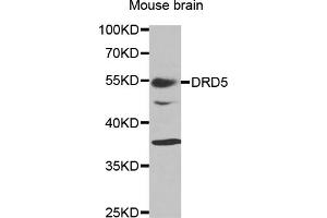 Western blot analysis of extracts of mouse brain, using DRD5 antibody (ABIN5970860) at 1/1000 dilution.