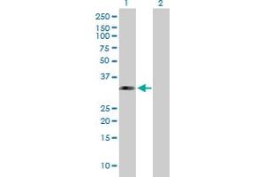 G Antigen 1 antibody  (AA 1-139)