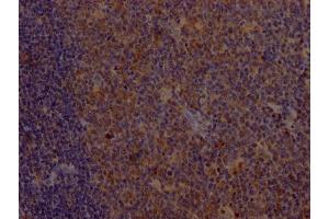 IHC image of ABIN7127410 diluted at 1:100 and staining in paraffin-embedded human tonsil tissue performed on a Leica BondTM system. (Recombinant CD8 antibody)