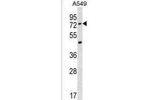 ACSM2A Antibody (N-term) (ABIN1539359 and ABIN2850196) western blot analysis in A549 cell line lysates (35 μg/lane). (ACSM2A antibody  (N-Term))
