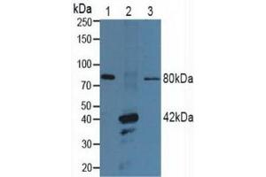 Figure. (P2RX7 antibody  (AA 47-334))