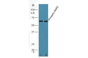 Mouse brain lysates probed with Rabbit Anti-PTPN11 (Tyr584) Polyclonal Antibody (ABIN745838) at 1:300 overnight in 4 °C. (PTPN11 antibody  (pTyr584))