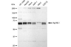 Western blotting analysis using Atg16L1 antibody (ABIN7797670).