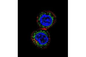 Confocal immunofluorescent analysis of CHEK2 Antibody (N-term) (ABIN1881196 and ABIN2840120) with HepG2 cell followed by Alexa Fluor 488-conjugated goat anti-rabbit lgG (green). (CHEK2 antibody  (N-Term))