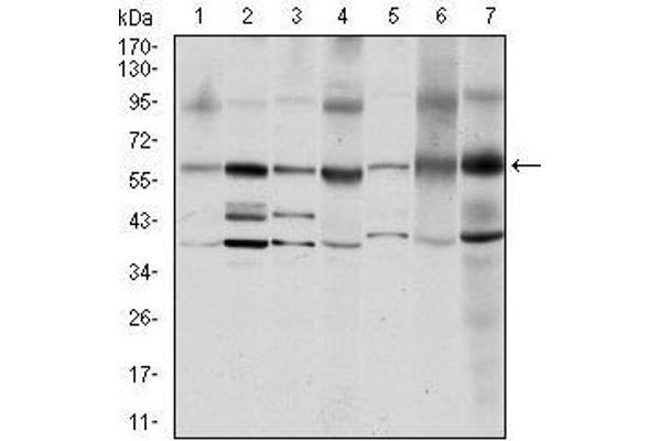 Src antibody