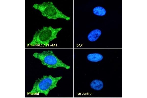 PTP4A1 antibody  (C-Term)